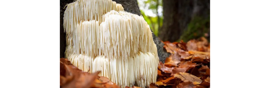 Lion's Mane for Brain Fog: Does It Actually Work?